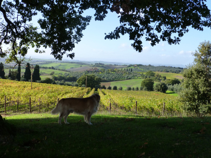 Donatella Cinelli Colombini - Orcia Fattoria del Colle vigneto in autunno