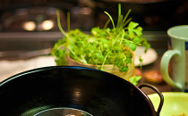 Mussaman kari : Lukáš Vegricht